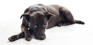 black mixed-breed dog