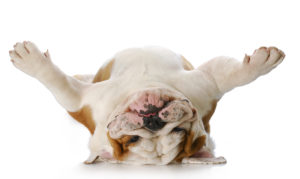 Upside down french bulldog| support dog rescue organizations